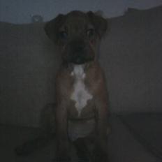 Blanding af racer Kenzo