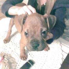 Blanding af racer Kenzo