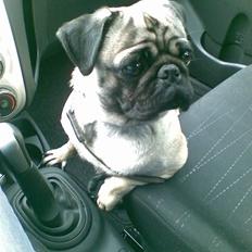 Mops Egon Olsen( udstationeret)