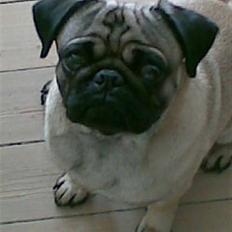 Mops Egon Olsen( udstationeret)