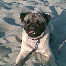 Mops Egon Olsen( udstationeret)