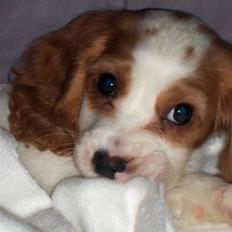 Blanding af racer Charlie