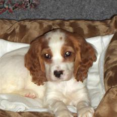 Blanding af racer Charlie