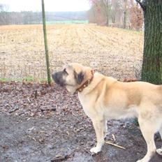 Kangal DozerDuman