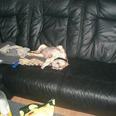 Engelsk bulldog ludwig