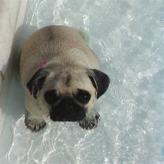 Mops Yvonne (udstationeret)