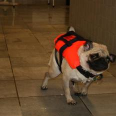 Mops Yvonne (udstationeret)