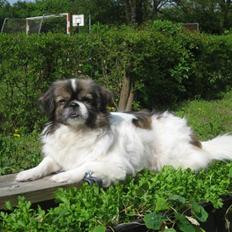 Tibetansk spaniel No-Ma (Sommerlyst)