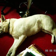 Hvid schæfer Buller