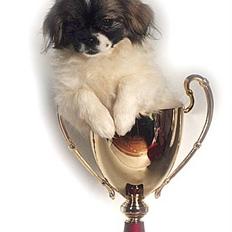 Tibetansk spaniel No-Ma (Sommerlyst)