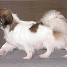 Tibetansk spaniel No-Ma (Sommerlyst)