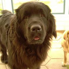 Newfoundlænder Kikki