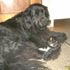 Newfoundlænder Kikki