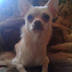 Chihuahua ** Ciencia ** 