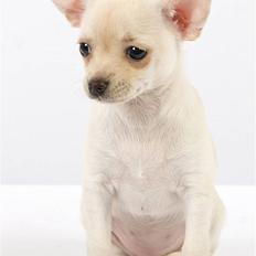 Chihuahua ** Ciencia ** 