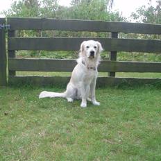 Golden retriever Lucky