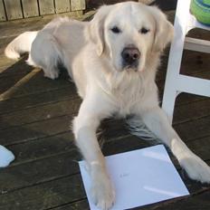 Golden retriever Lucky