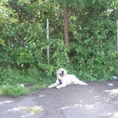 Golden retriever Lucky