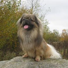Tibetansk spaniel Desse (Sommerlyst)