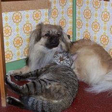 Tibetansk spaniel Desse (Sommerlyst)