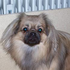Tibetansk spaniel Desse (Sommerlyst)