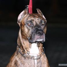 Amerikansk staffordshire terrier lola