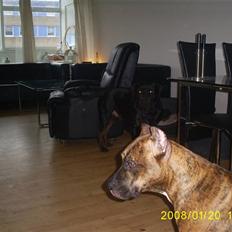 Amerikansk staffordshire terrier lola