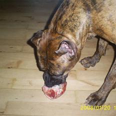 Amerikansk staffordshire terrier lola