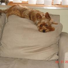 Blanding af racer Miki