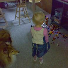 Shetland sheepdog Elvis