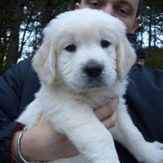 Golden retriever Eddie