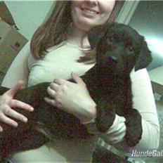 Blanding af racer Bøvle