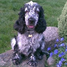 Cocker spaniel Charli
