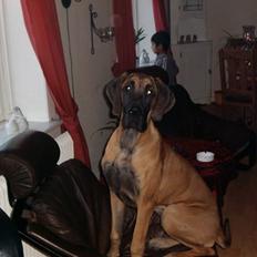 Grand danois cody |skatzen <'33 |