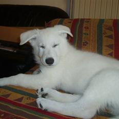 Hvid schæfer Alpha [SOLGT]