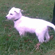 Hvid schæfer Alpha [SOLGT]