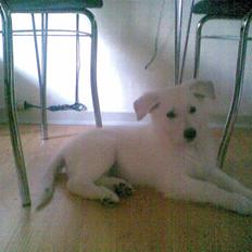 Hvid schæfer Alpha [SOLGT]