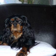 Cavalier king charles spaniel Walther