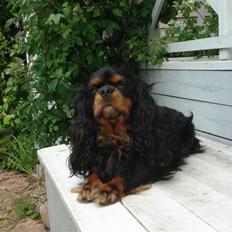 Cavalier king charles spaniel Walther