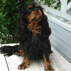 Cavalier king charles spaniel Walther