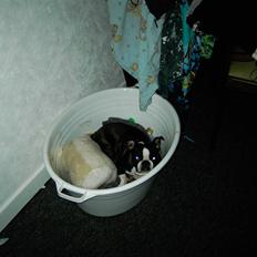 Boston terrier Roxy. R.I.P den 21/10-2011