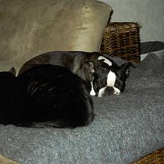 Boston terrier Roxy. R.I.P den 21/10-2011