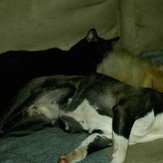 Boston terrier Roxy. R.I.P den 21/10-2011