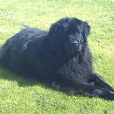 Newfoundlænder Franciesco Totti 'R.I.P'