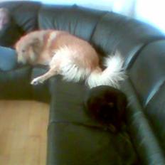 Blanding af racer simba