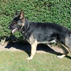 Schæferhund Rosso(schaeferdals Eros)