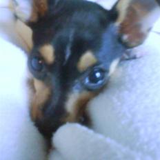 Blanding af racer Chloé