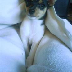 Blanding af racer Chloé