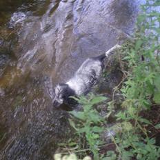 Cocker spaniel Charli