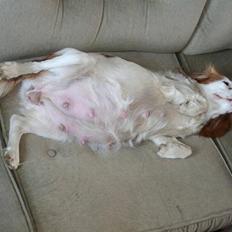 Cavalier king charles spaniel Pipi